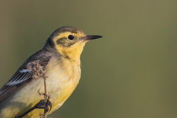 Citroenkwikstaart, Citrine Wagtail, Motacilla citreola citreola