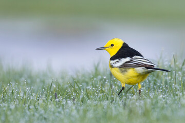 Zwartrugcitroenkwikstaart, Himalayan Citrine Wagtail, Motacilla citreola calcarata