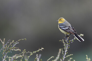 Zwartrugcitroenkwikstaart, Himalayan Citrine Wagtail, Motacilla citreola calcarata