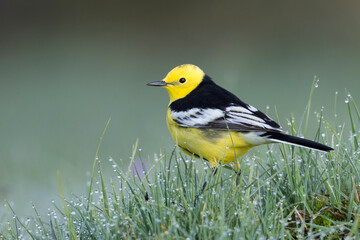 Zwartrugcitroenkwikstaart, Himalayan Citrine Wagtail, Motacilla citreola calcarata