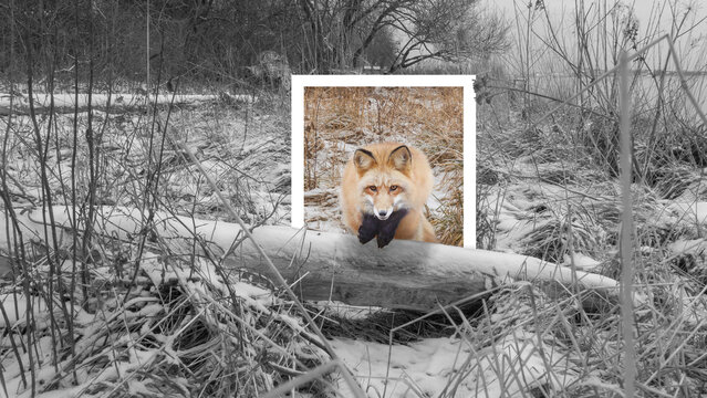 Fox jumping over a log. A black and white photo of a wild animal, highlighted with a white border and color picture.