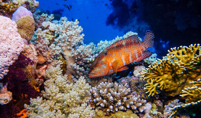 bright beautiful fish of the Red Sea in a natural environment on a coral reef