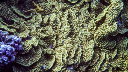 bright beautiful fish of the Red Sea in a natural environment on a coral reef