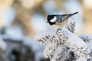 Zwarte Mees, Coal Tit, Parus ater ater
