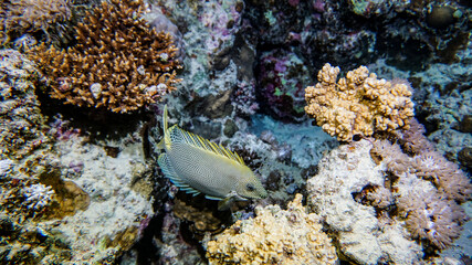 bright beautiful fish of the Red Sea in a natural environment on a coral reef
