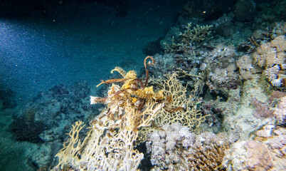 bright beautiful fish of the Red Sea in a natural environment on a coral reef