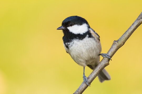 Zwarte Mees, Coal Tit, Parus ater ater