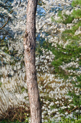 565-19 Dogwood Abstract