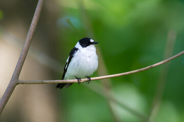 Withalsvliegenvanger, Collared Flycatcher, Ficedula albicollis