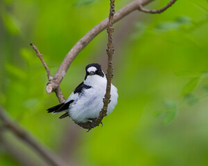 Withalsvliegenvanger, Collared Flycatcher, Ficedula albicollis