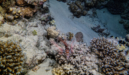 bright beautiful fish of the Red Sea in a natural environment on a coral reef