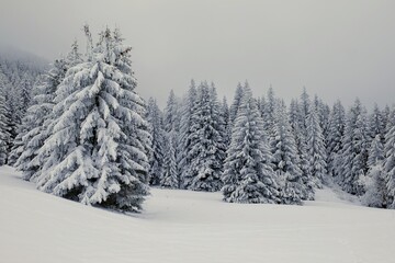 Forêt et neige