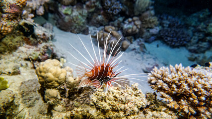 bright beautiful fish of the Red Sea in a natural environment on a coral reef