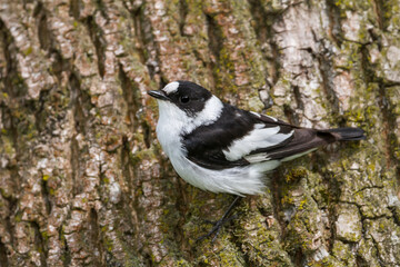 Withalsvliegenvanger, Collared Flycatcher, Ficedula albicollis