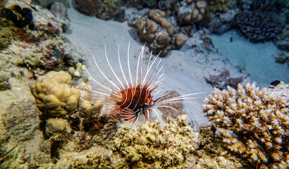 bright beautiful fish of the Red Sea in a natural environment on a coral reef