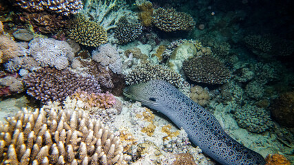 bright beautiful fish of the Red Sea in a natural environment on a coral reef