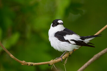 Withalsvliegenvanger, Collared Flycatcher, Ficedula albicollis
