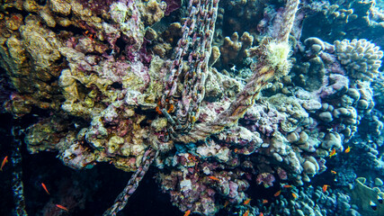 bright beautiful fish of the Red Sea in a natural environment on a coral reef