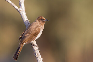 Common Bulbul, Pycnonotus barbatus barbatus