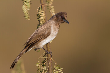 Common Bulbul, Pycnonotus barbatus barbatus