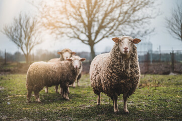 Fototapeta premium Three sheep on a green field. Sunrise in background.
