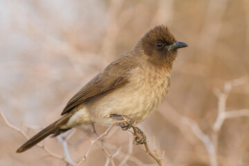 Common Bulbul, Pycnonotus barbatus barbatus