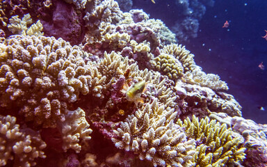 bright beautiful fish of the Red Sea in a natural environment on a coral reef