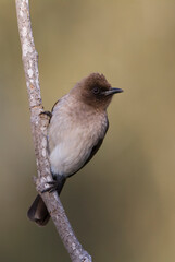 Common Bulbul, Pycnonotus barbatus barbatus