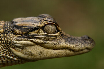 Young American Aligator