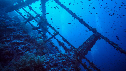 research by divers of a sunken ship on a coral reef in the Red Sea