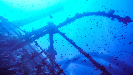 research by divers of a sunken ship on a coral reef in the Red Sea