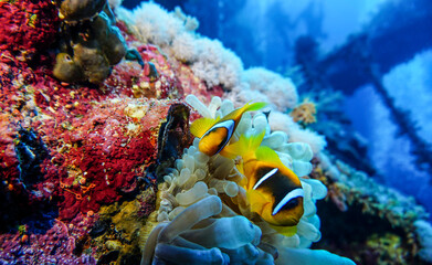bright beautiful fish of the Red Sea in a natural environment on a coral reef
