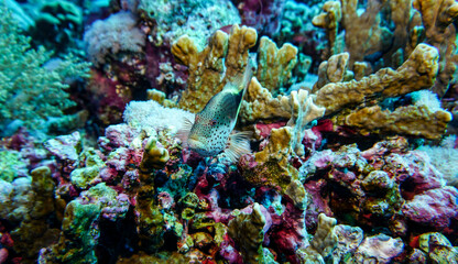 bright beautiful fish of the Red Sea in a natural environment on a coral reef