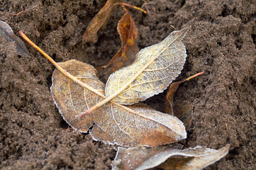 dry leaves covered with frost