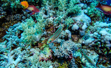 bright beautiful fish of the Red Sea in a natural environment on a coral reef