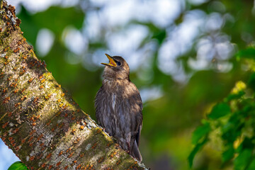 Young starling bird sitting on the branch of a tree