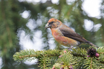 Kruisbek, Common Crossbill, Loxia curvirostra tianshanica