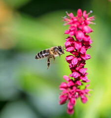 Bee flying to a red knotweed flower