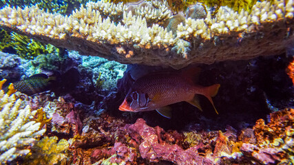 bright beautiful fish of the Red Sea in a natural environment on a coral reef
