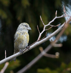 Kruisbek, Common Crossbill, Loxia curvirostra