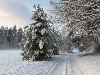 Nice winter landscape in the countryside with a snowy road. Tree branches are bent over the road, beautiful new snow-covered pines grow on the roadside. Latvia. Europe