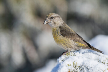 Kruisbek, Common Crossbill, Loxia curvirostra