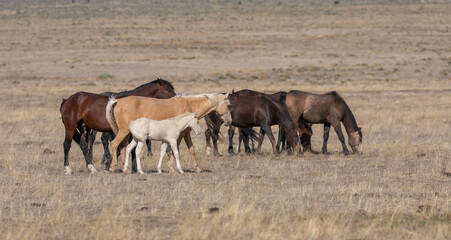 Wild Horses in the Utah Desert in Springtime