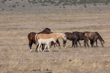 Fototapeta premium Wild Horses in the Utah Desert in Springtime