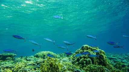 Fototapeta premium bright beautiful fish of the Red Sea in a natural environment on a coral reef