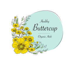 buttercup flower vector.Design for package Vector floral background with hand-drawn buttercup flowers.
