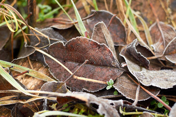 Brown leaves covered with frost in January