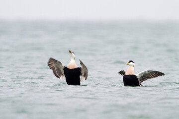 Eidereend, Common Eider, Somateria mollissima mollissima