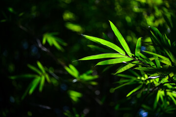 sunlight on the Green bamboo leaves with dark background 