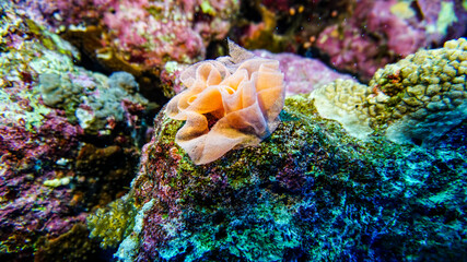 bright beautiful fish of the Red Sea in a natural environment on a coral reef